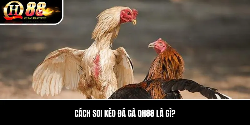 Cách Soi Kèo Đá Gà QH88 | Đọc Chiến Kê, Tỷ Lệ Và Dữ Liệu Cặp Đấu 2 Cách Soi Kèo Đá Gà QH88 là gì?