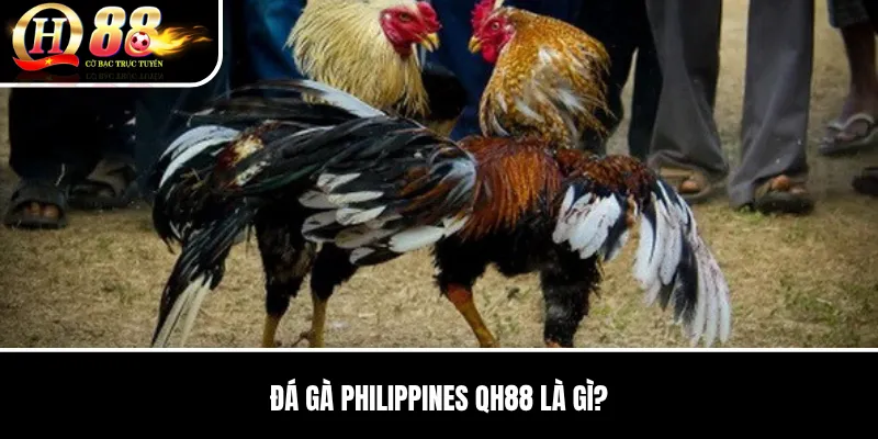 Đá Gà Philippines QH88 | Hình Thức Thi Đấu, Cửa Kèo Và Cách Theo Dõi 2 Đá Gà Philippines QH88 là gì?
