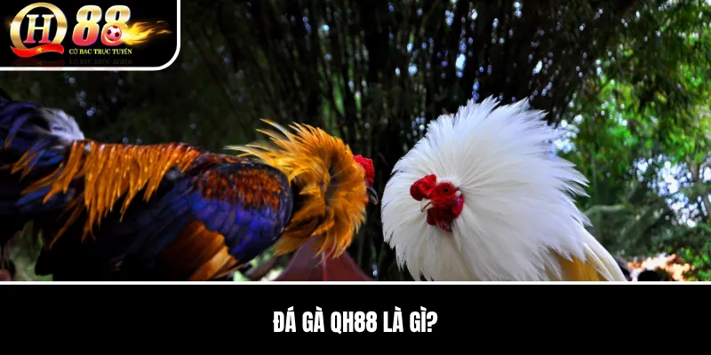 Đá Gà QH88 | Tổng Quan Sảnh Đấu, Loại Kèo Và Cách Theo Dõi Trận 2 Đá Gà QH88 là gì?