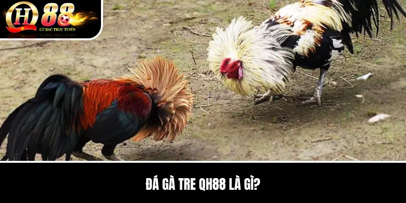 Đá Gà Tre QH88 | Đặc Điểm Chiến Kê Và Kinh Nghiệm Đọc Trận Đấu 2 Đá Gà Tre QH88 là gì?