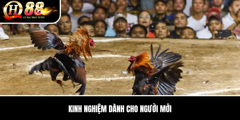 Đá Gà QH88 | Tổng Quan Sảnh Đấu, Loại Kèo Và Cách Theo Dõi Trận 3 Kinh nghiệm dành cho người mới